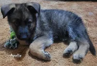 Apollo, a male German Shepherd Dog for sale in Valparaiso, IN – Photo 7 of 10