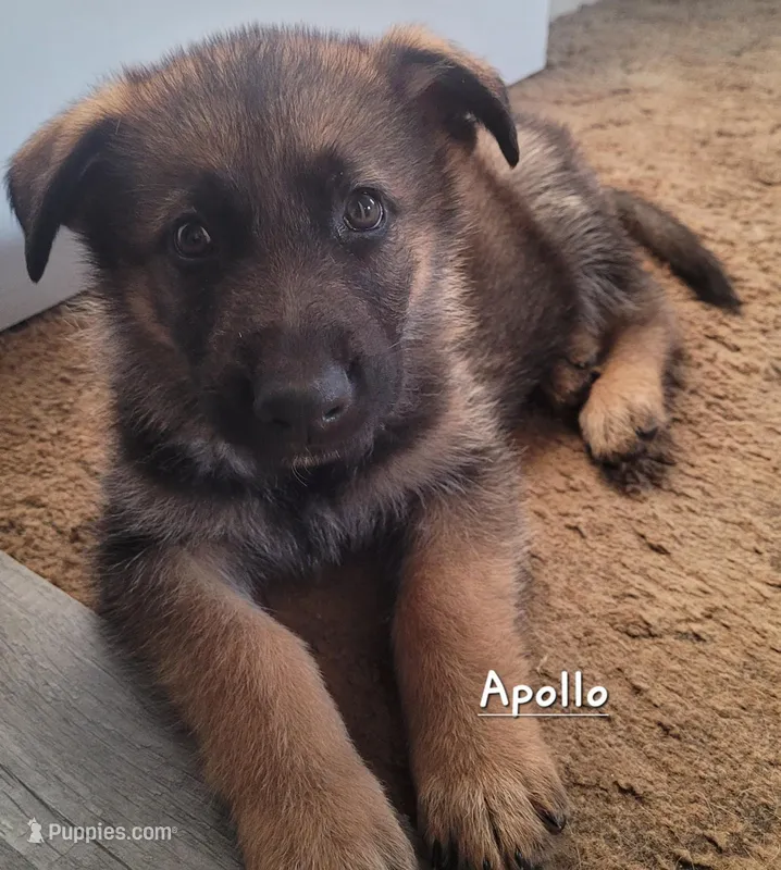 Apollo – German Shepherd Dog puppy for sale in Valparaiso, IN