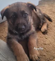 Apollo, a male German Shepherd Dog for sale in Valparaiso, IN – Photo 1 of 10