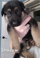 Shadow, a male German Shepherd Dog for sale in Valparaiso, IN – 3 of 6