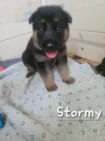 Stormy, a male German Shepherd Dog for sale in Valparaiso, IN – 5 of 6