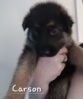 Carson, a male German Shepherd Dog for sale in Valparaiso, IN – 3 of 8