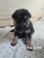 Shadow, a male German Shepherd Dog for sale in Valparaiso, IN – 5 of 6