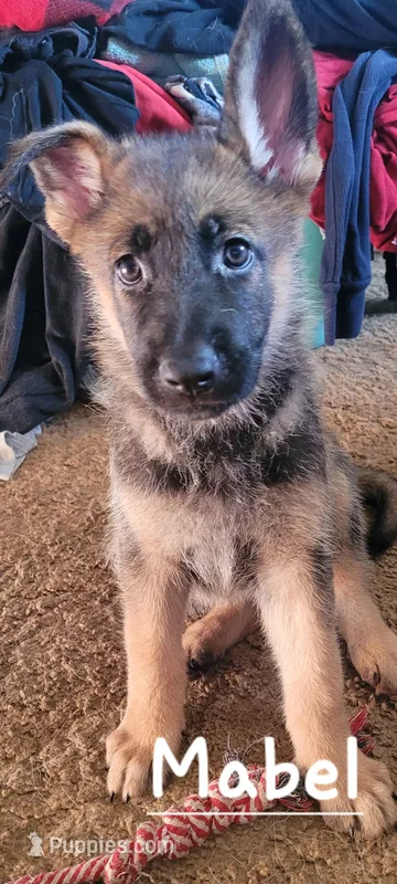 Mabel – German Shepherd Dog puppy for sale in Valparaiso, IN