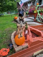 Hunter, a male German Shepherd Dog for sale in Valparaiso, IN – Photo 6 of 6
