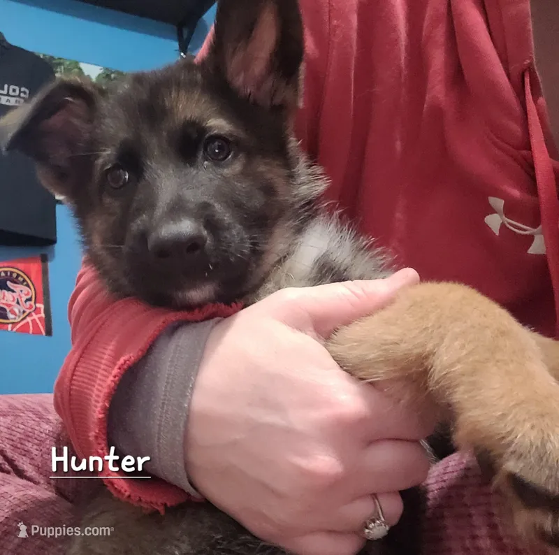 Hunter – German Shepherd Dog puppy for sale in Valparaiso, IN