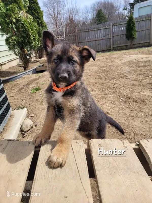 Hunter – German Shepherd Dog puppy for sale in Valparaiso, IN