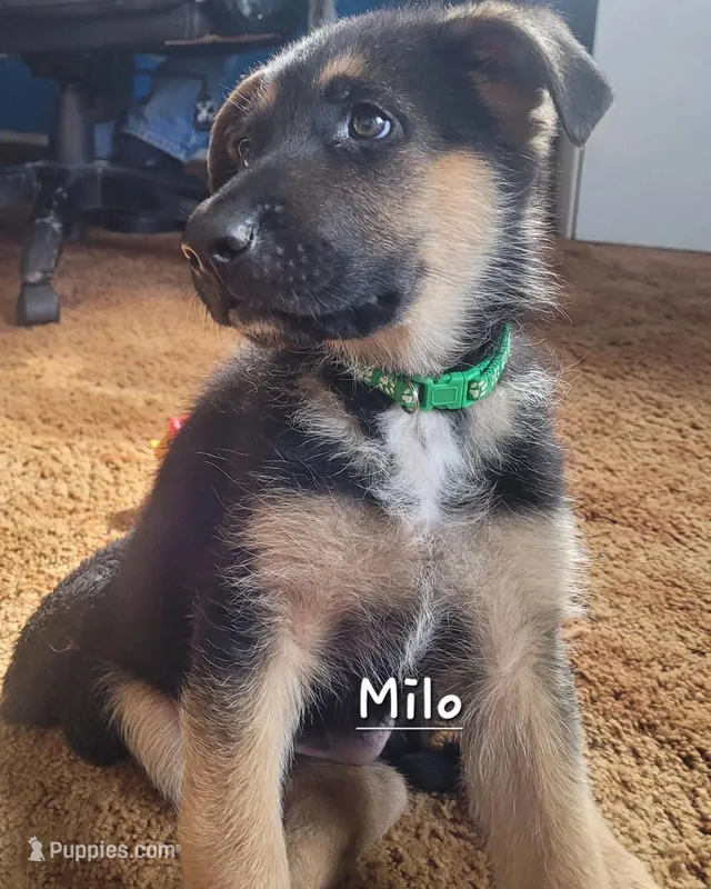 Milo – German Shepherd Dog puppy for sale in Valparaiso, IN