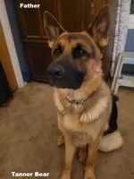 Milo, a male German Shepherd Dog for sale in Valparaiso, IN – Photo 4 of 4