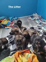 Milo, a male German Shepherd Dog for sale in Valparaiso, IN – Photo 2 of 4