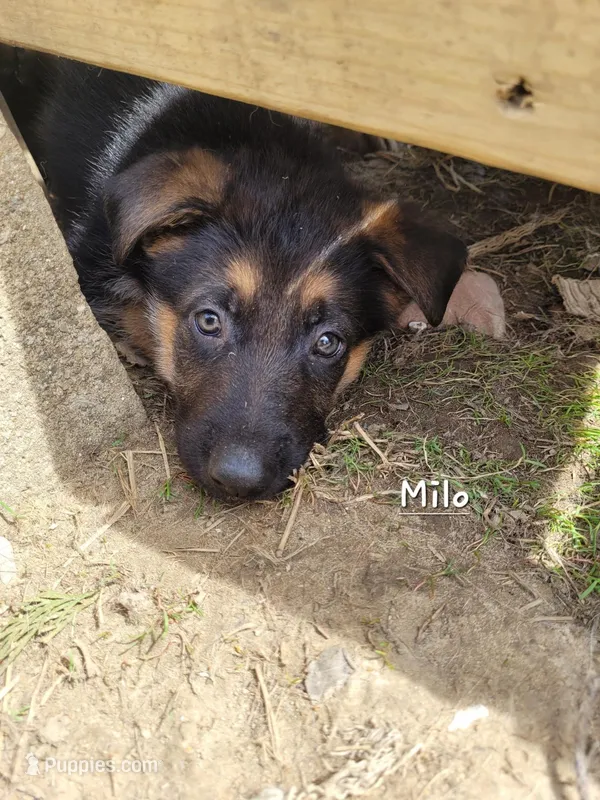 Milo – German Shepherd Dog puppy for sale in Valparaiso, IN