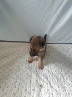 Luna, a male German Shepherd Dog for sale in Valparaiso, IN – Photo 4 of 6