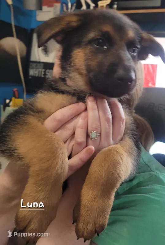 Luna – German Shepherd Dog puppy for sale in Valparaiso, IN