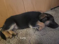 Luna, a male German Shepherd Dog for sale in Valparaiso, IN – Photo 3 of 6