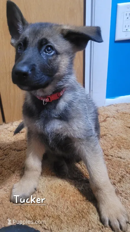 Luna – German Shepherd Dog puppy for sale in Valparaiso, IN