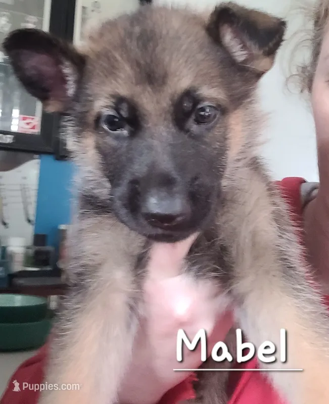 Mabel – German Shepherd Dog puppy for sale in Valparaiso, IN