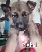 Mabel, a female German Shepherd Dog for sale in Valparaiso, IN – 1 of 5