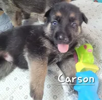 Carson, a male German Shepherd Dog for sale in Valparaiso, IN – 5 of 8
