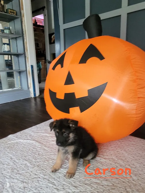 Carson – German Shepherd Dog puppy for sale in Valparaiso, IN