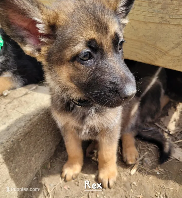 Rex – German Shepherd Dog puppy for sale in Valparaiso, IN