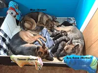 Rex, a male German Shepherd Dog for sale in Valparaiso, IN – Photo 4 of 4