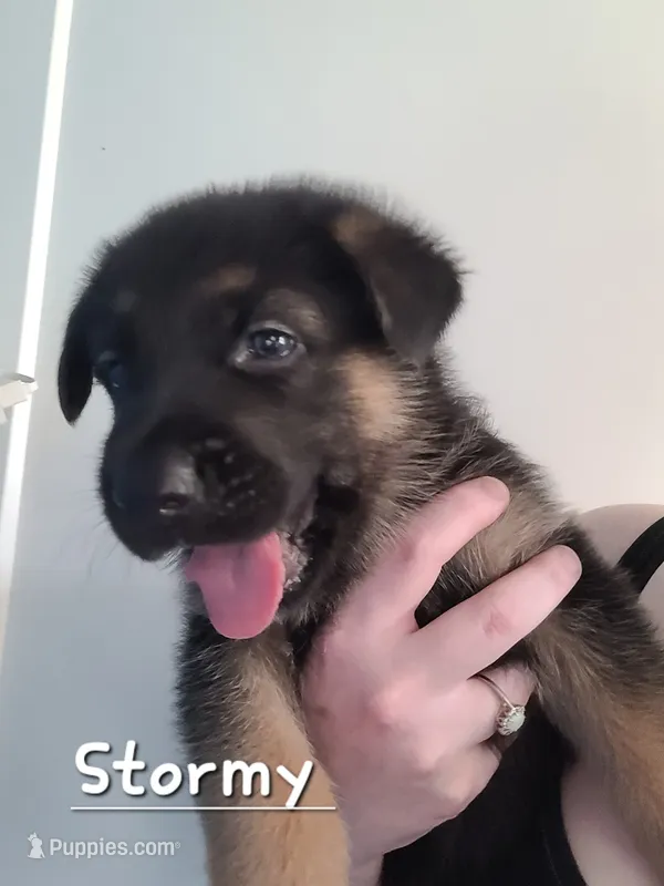 Stormy – German Shepherd Dog puppy for sale in Valparaiso, IN