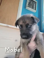 Mabel, a female German Shepherd Dog for sale in Valparaiso, IN – 2 of 5