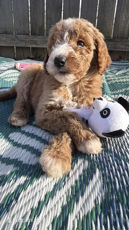 Piper – Goldendoodle puppy for sale in Morehead, KY