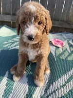 Piper, a female Goldendoodle for sale in Morehead, KY – Photo 2 of 8