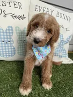 Piper, a female Goldendoodle for sale in Morehead, KY – Photo 2 of 10