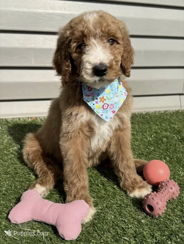 Piper – Goldendoodle puppy for sale in Morehead, KY