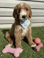 Piper, a female Goldendoodle for sale in Morehead, KY – Photo 1 of 10
