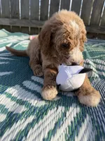 Piper, a female Goldendoodle for sale in Morehead, KY – Photo 8 of 8
