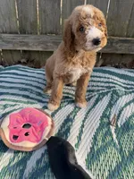 Piper, a female Goldendoodle for sale in Morehead, KY – Photo 7 of 8