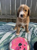 Piper, a female Goldendoodle for sale in Morehead, KY – Photo 4 of 8