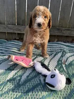 Piper, a female Goldendoodle for sale in Morehead, KY – Photo 6 of 8
