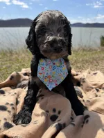 Speck, a female Goldendoodle for sale in Morehead, KY – Photo 3 of 5