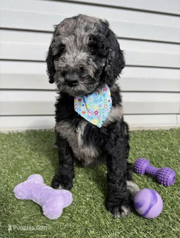 Speck – Goldendoodle puppy for sale in Morehead, KY