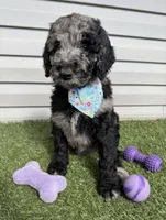 Speck, a female Goldendoodle for sale in Morehead, KY – Photo 1 of 5