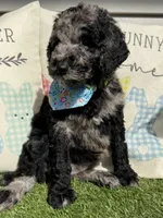 Speck, a female Goldendoodle for sale in Morehead, KY – Photo 2 of 5