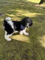 Teddy, a male Poodle - Standard  for sale in Morehead, KY – 5 of 10