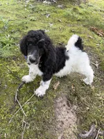 Teddy, a male Poodle - Standard  for sale in Morehead, KY – 6 of 10