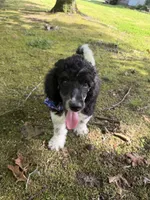 Teddy, a male Poodle - Standard  for sale in Morehead, KY – 3 of 10