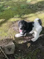 Teddy, a male Poodle - Standard  for sale in Morehead, KY – 4 of 10
