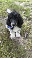 Teddy, a male Poodle - Standard  for sale in Morehead, KY – 7 of 10