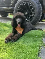 Teddy, a male Poodle - Standard  for sale in Morehead, KY – 8 of 10