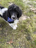 Teddy, a male Poodle - Standard  for sale in Morehead, KY – 2 of 10