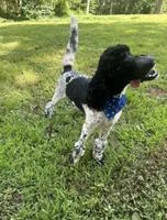 Teddy, a male Poodle - Standard  for sale in Morehead, KY – 9 of 10