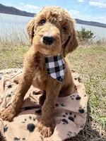 Prince, a male Goldendoodle for sale in Morehead, KY – Photo 10 of 10