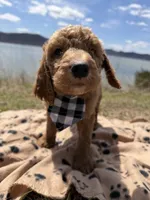 Prince, a male Goldendoodle for sale in Morehead, KY – Photo 8 of 10